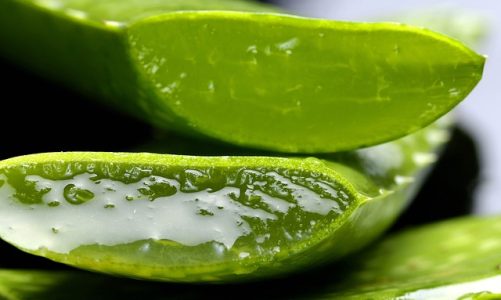 Scopri come l’Aloe può migliorare la tua salute: i benefici sorprendenti!