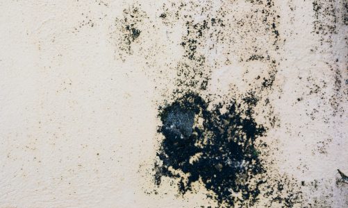 La muffa sui muri: un problema che non puoi ignorare